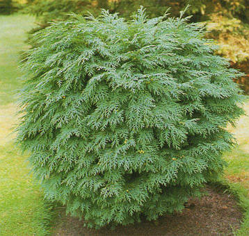 Кипарисовик Лавсона Globosa 3 річний, Кипарисовик Лавсона Глобоза, Chamaecyparis lawsoniana Globosa, фото 3