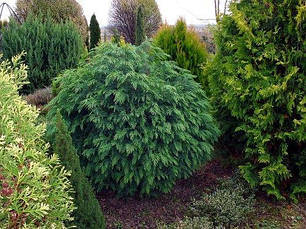 Кипарисовик Лавсона Globosa 3 річний, Кипарисовик Лавсона Глобоза, Chamaecyparis lawsoniana Globosa, фото 4