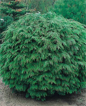 Кипарисовик Лавсона Globosa 3 річний, Кипарисовик Лавсона Глобоза, Chamaecyparis lawsoniana Globosa, фото 1