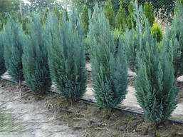 Кипарисовик Лавсона Blom 3 річний, Кипарисовик Лавсона Блом / Блум, Chamaecyparis lawsoniana Blom, фото 6
