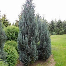 Кипарисовик Лавсона Blom 3 річний, Кипарисовик Лавсона Блом / Блум, Chamaecyparis lawsoniana Blom, фото 3