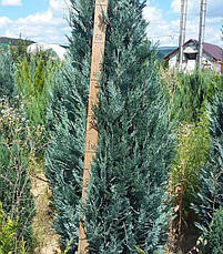 Кипарисовик Лавсона Blom 3 річний, Кипарисовик Лавсона Блом / Блум, Chamaecyparis lawsoniana Blom, фото 4