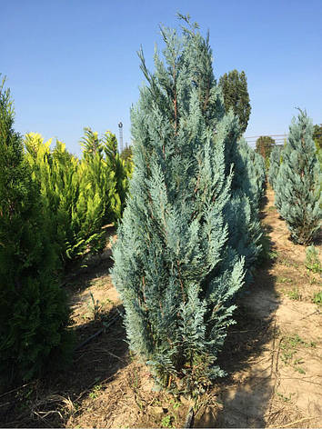 Кипарисовик Лавсона Blom 3 річний, Кипарисовик Лавсона Блом / Блум, Chamaecyparis lawsoniana Blom, фото 1