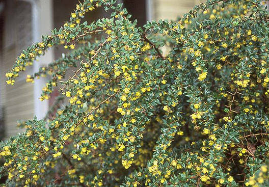 Барбарис бородавчастий 2 річний, Барбарис бородавчастий, Berberis verruculosa, фото 1