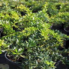 Барбарис бородавчастий 2 річний, Барбарис бородавчастий, Berberis verruculosa, фото 6