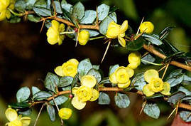Барбарис бородавчастий 2 річний, Барбарис бородавчастий, Berberis verruculosa, фото 4