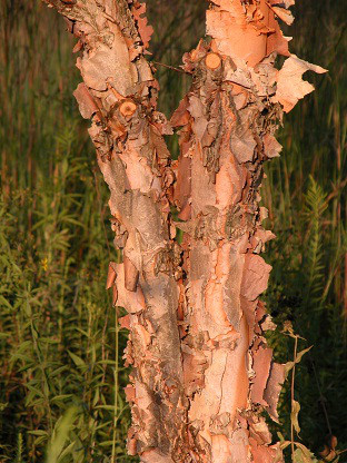Береза чорна, Betula nigra, 600 см