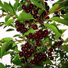 Вишня колоновидна сорт Колона, підщепа магалєпка