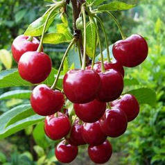 Вишня середня сорт Эрди Ботермо, підщепа магалепка 🌱 В ПАКЕТІ 3.5 л