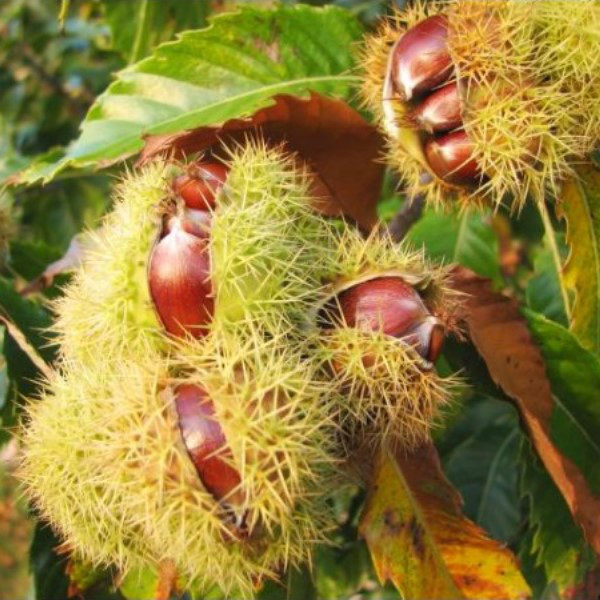 Каштан з'їдний (Castanea sativa) контейнер