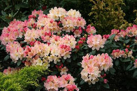 Рододендрон Percy Wiseman 2 річний, Рододендрон Персі Вайсман, Rhododendron Percy Wiseman, фото 4