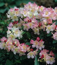 Рододендрон Percy Wiseman 2 річний, Рододендрон Персі Вайсман, Rhododendron Percy Wiseman, фото 6