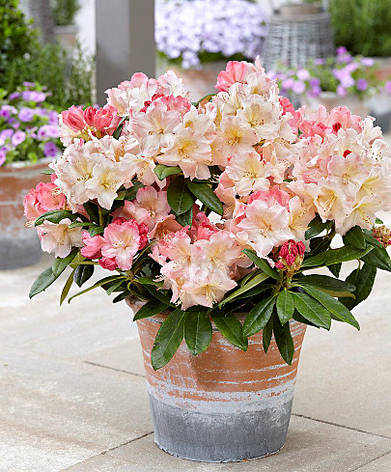 Рододендрон Percy Wiseman 2 річний, Рододендрон Персі Вайсман, Rhododendron Percy Wiseman, фото 1