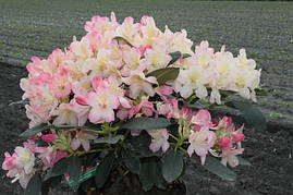 Рододендрон Percy Wiseman 2 річний, Рододендрон Персі Вайсман, Rhododendron Percy Wiseman, фото 3