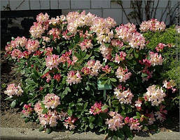 Рододендрон Percy Wiseman 2 річний, Рододендрон Персі Вайсман, Rhododendron Percy Wiseman, фото 5