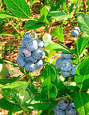 Лохина високоросла Duke 2 річна (ранній сорт), Лохина високоросла Дюк, Vaccinium corymbosum Duke, фото 2