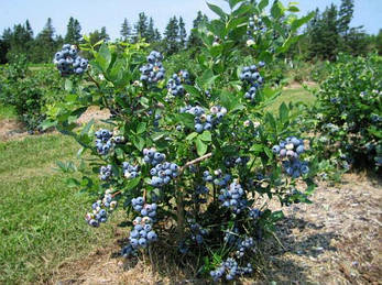 Лохина високоросла Reka 2 річна (середньоранній сорт), Лохина високоросла Река, Vaccinium corymbosum Reka, фото 4