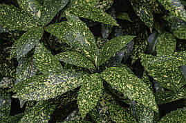 Аукуба японська 2 річна, Аукуба японська, Aucuba japonica, фото 3