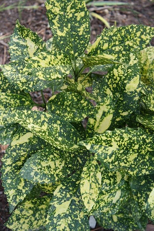 Аукуба японська 2 річна, Аукуба японська, Aucuba japonica, фото 1