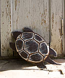 Черепаха, фото 2