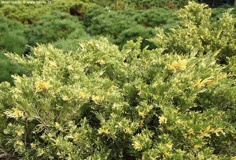 Ялівець козацький Variegata 3 річний, Ялівець козацький Варієгата, Juniperus sabina Variegata - фото 2 - id-p749429460