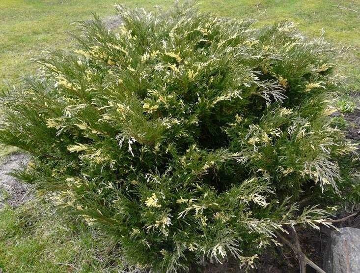 Ялівець козацький Variegata 3 річний, Ялівець козацький Варієгата, Juniperus sabina Variegata - фото 3 - id-p749429460