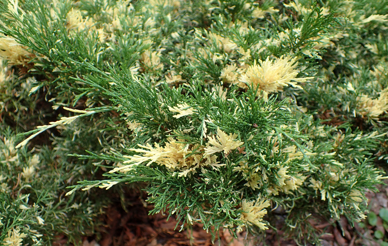 Ялівець козацький Variegata 3 річний, Ялівець козацький Варієгата, Juniperus sabina Variegata - фото 4 - id-p749429460