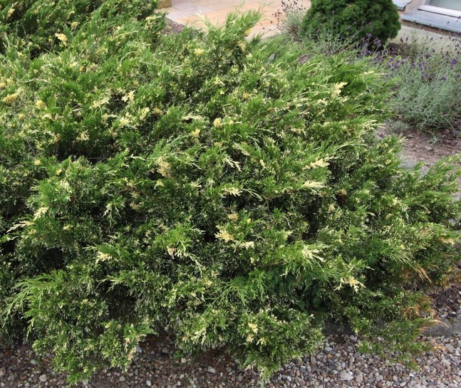 Ялівець козацький Variegata 3 річний, Ялівець козацький Варієгата, Juniperus sabina Variegata - фото 5 - id-p749429460