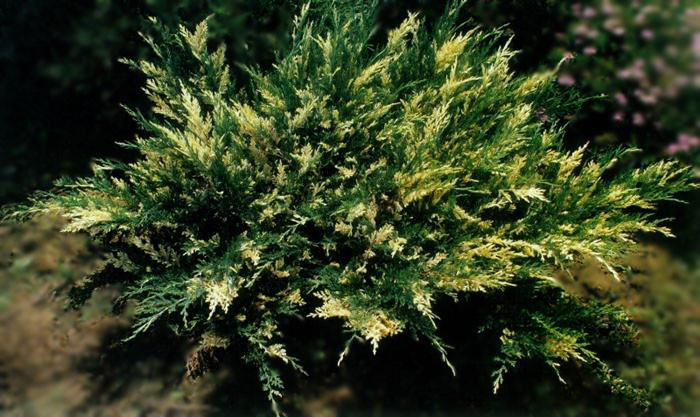Ялівець козацький Variegata 4 річний, Ялівець козацький Варієгата, Juniperus sabina Variegata