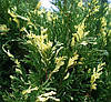Ялівець козацький Variegata 4 річний, Ялівець козацький Варієгата, Juniperus sabina Variegata, фото 7