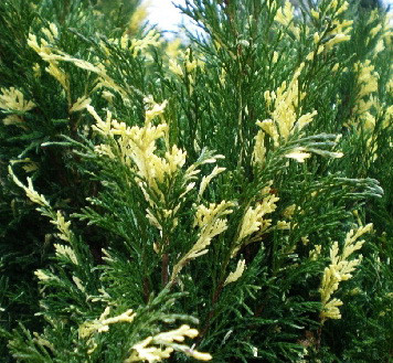 Ялівець козацький Variegata 3 річний, Ялівець козацький Варієгата, Juniperus sabina Variegata - фото 6 - id-p749429460