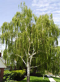 Береза повисла 2 річна, Береза повисла, Betula pendula