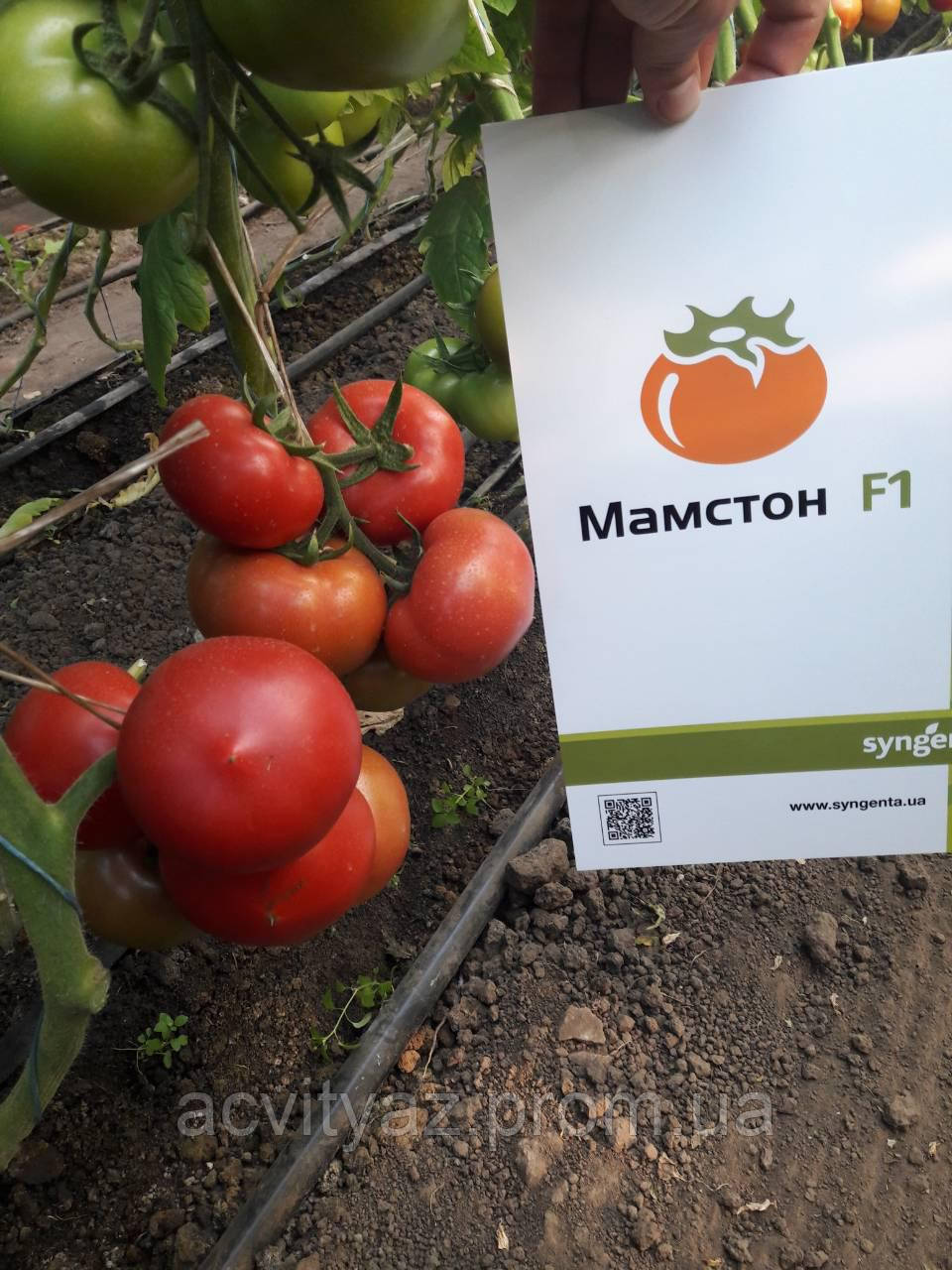Насіння томату Мамстон F1 / Mamston F1, 500 насінин