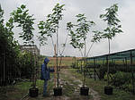 Катальпа північна, Catalpa speciosa, 450 см, фото 9