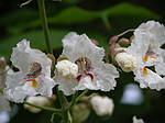 Катальпа північна, Catalpa speciosa, 450 см, фото 4
