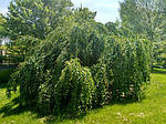 Барючник японський штамб St210, плакучий, круглолистик, Cercidiphyllum japonicum 'Pendula', St210, фото 9