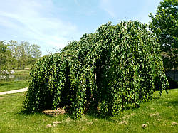 Барючник японський штамб St180, плакучий, круглолистик, Cercidiphyllum japonicum 'Pendula', St180