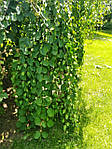 Барючник японський штамб St210, плакучий, круглолистик, Cercidiphyllum japonicum 'Pendula', St210, фото 7