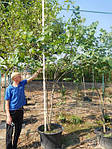 Церцис канадський, Cercis canadensis, 190 см, фото 7