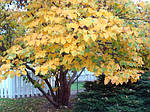 Церцис канадський, Cercis canadensis, 190 см, фото 3