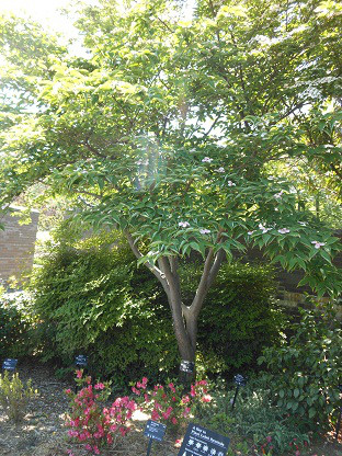 Дерен квітковий, Кизил квітковий, Бентамідія квіткова, Cornus florida, 120 см