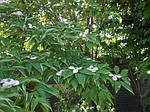 Дерен квітковий, Кизил квітковий, Бентамідія квіткова, Cornus florida, 120 см, фото 3