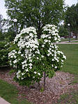 Cornus kousa, Дерен Коуса, 130 см, фото 7