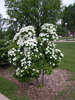 Дерен Коуза, Cornus kousa, 180-250см