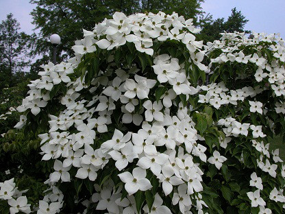 Cornus kousa, Дерен Коуса, 130 см