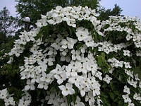 Дерен Коуза, Cornus kousa, 130 см