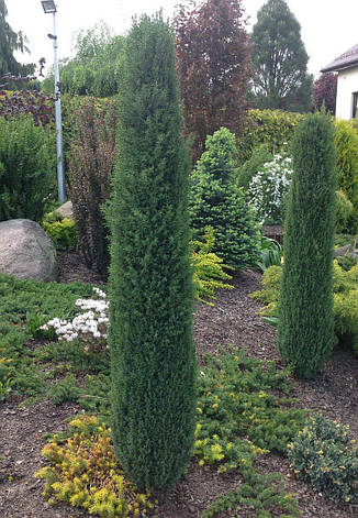 Ялівець звичайний Arnold 3 річний, Ялівець звичайний Арнольд, Juniperus communis Arnold, фото 1
