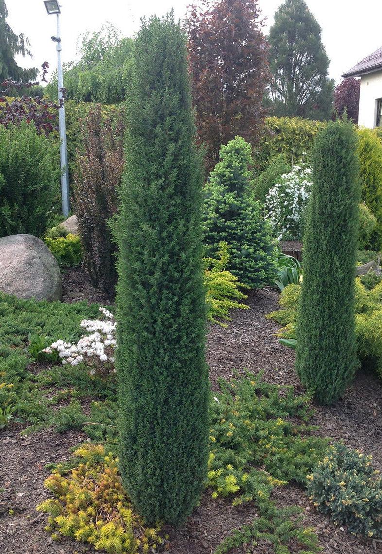 Ялівець звичайний Arnold 4 річний, Ялівець звичайний Арнольд, Juniperus communis Arnold