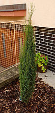 Ялівець звичайний Arnold 3 річний, Ялівець звичайний Арнольд, Juniperus communis Arnold, фото 6