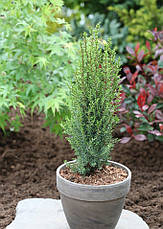 Ялівець звичайний Arnold 3 річний, Ялівець звичайний Арнольд, Juniperus communis Arnold, фото 4